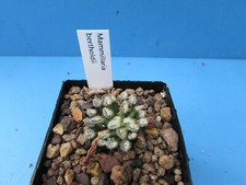 mammillaria for sale mammillaria for sale BIRMINGHAM