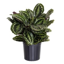 Calathea medallion live for sale  Houston