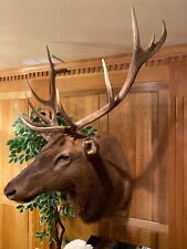 Beautiful 11pt. elk for sale  Elgin