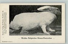 13241104 weisses belgisches gebraucht kaufen  Eimeldingen