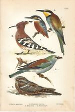 Stampa antica uccelli usato  Lecco