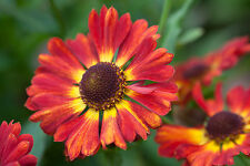 Helenium autumnale salsa for sale  GRANTHAM