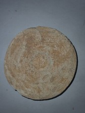 Vertebre otodus obliquus d'occasion  France