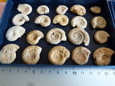 Lot 20 ammonites d'occasion  Saint-Aubin-sur-Mer