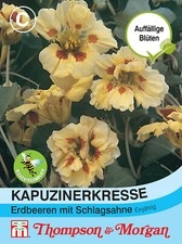 Kapuzinerkresse erdbeeren schl gebraucht kaufen  Wuppertal