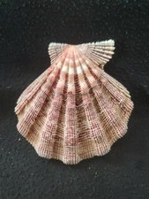 Nodipecten fragosus seashell for sale  Raleigh