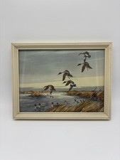 Windy flight pintails for sale  Bakersfield