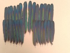 Seconds european magpie for sale  ALFORD