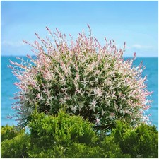 Flamingo willow salix for sale  PRESTON