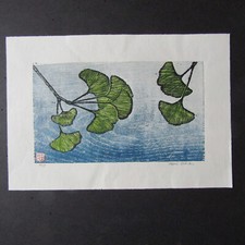 Ginkgo tree branch for sale  Roseburg