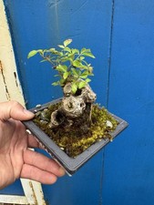 banyan tree for sale banyan tree for sale LIVERPOOL