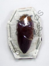 *** BEETLES, (252411) , Buprestidae, Sternocera sp.  , Angola **** comprar usado  Enviando para Brazil