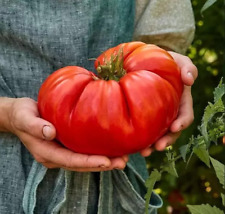 120 giant beefsteak for sale  Salem