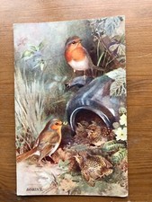 Robins birds young for sale  BEXLEYHEATH