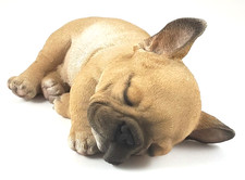 Sleeping french bulldog for sale  Palm Coast