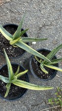 Tree aloe hercules for sale  San Marcos