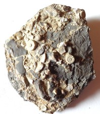 Seltene punctospirella fauenge gebraucht kaufen  Deutschland
