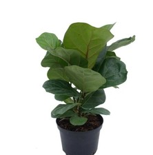 Ficus lyrata bush for sale  Miami