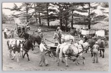 Horses men work for sale  Naperville