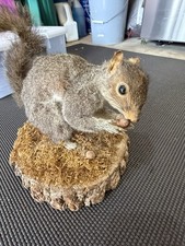 Taxidermy gray squirrel for sale  Abingdon