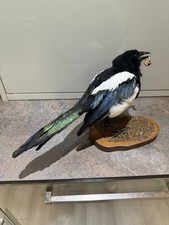 magpie crow for sale magpie crow for sale  PAIGNTON