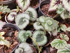 Begonia rex small for sale  Old Town