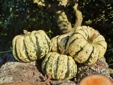 Graines courge sweet d'occasion  Revigny-sur-Ornain