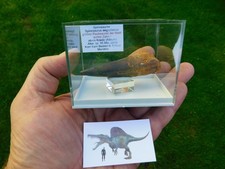 piękny ząb ze spinozaura aegyptiacus z Maroka, używany na sprzedaż  Wysyłka do Poland