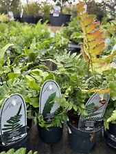 Hardy evergreen garden for sale  DEREHAM