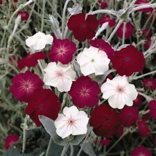 Thompson morgan lychnis for sale  IPSWICH