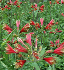 Forty peruvian princess for sale  Monroe