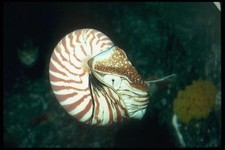 012080 chambered nautilus for sale  UK