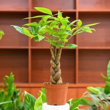 Money tree guiana for sale  Matthews