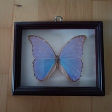 Vintage morpho didius gebraucht kaufen  Halle