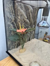 Glass tank gecko for sale  LONDON