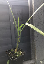 Butia odorata palm for sale  LONDON