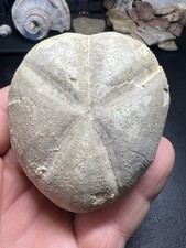 Rare large fossil for sale  Webster