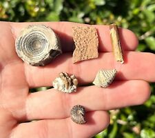Instant fossil collection for sale  Coppell