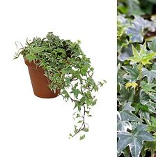 Hedera helix white for sale  GLASGOW