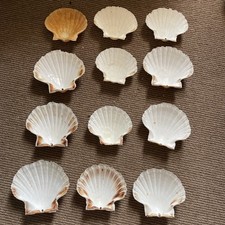 12x natural scallop for sale  TORQUAY
