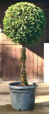 Spring sale real for sale  WADHURST