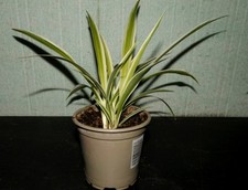 Jeune chlorophytum 2 d'occasion  La Voulte-sur-Rhône