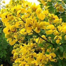 Albero popcorn senna usato  Spedire a Italy