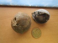 Versteinerter seeigel fossiler gebraucht kaufen  Bredstedt