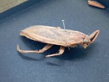 Vintage taxidermy belostoma for sale  Green Bay
