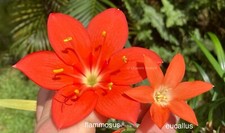 Cyrtanthus nbs amaryllis d'occasion  Expédié en Belgium