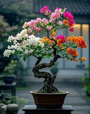 80002686 bonsai bougainvillea gebraucht kaufen  Reutlingen