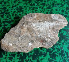 Empreinte poisson fossile d'occasion  Vézelay