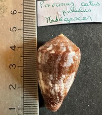 Collection coquillage conus d'occasion  Champigny-sur-Marne