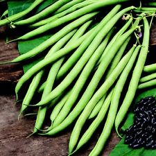 Climbing french bean for sale  EVESHAM
